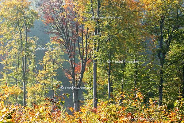 IMPRESSIONEN - Herbst / Autumn