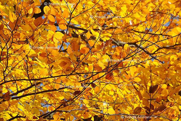 IMPRESSIONEN - Herbst / Autumn