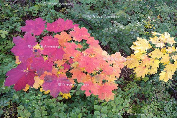 IMPRESSIONEN - Herbst / Autumn