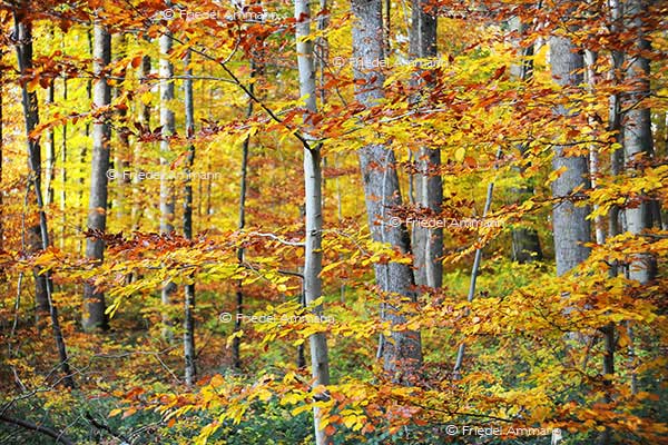 IMPRESSIONEN - Herbst / Autumn