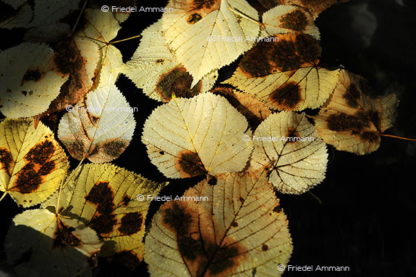 IMPRESSIONEN - Herbst / Autumn