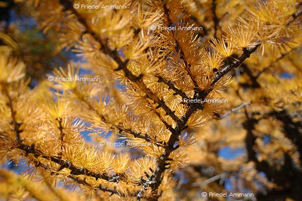 IMPRESSIONEN - Herbst / Autumn