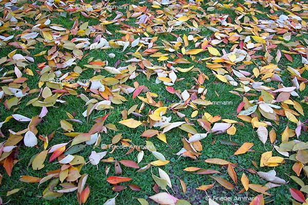 IMPRESSIONEN - Herbst / Autumn