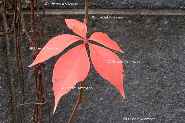 IMPRESSIONEN - Herbst / Autumn