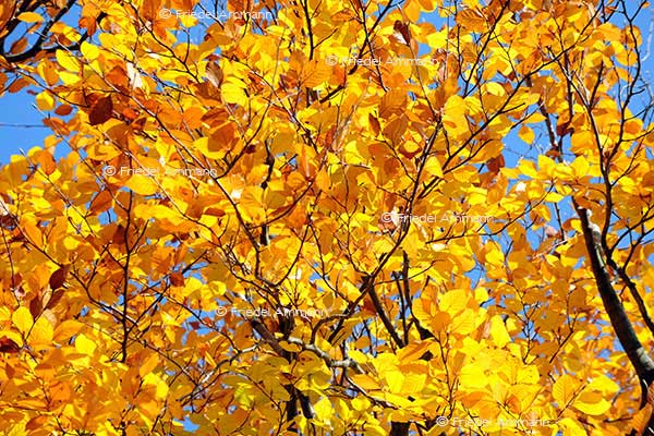 IMPRESSIONEN - Herbst / Autumn