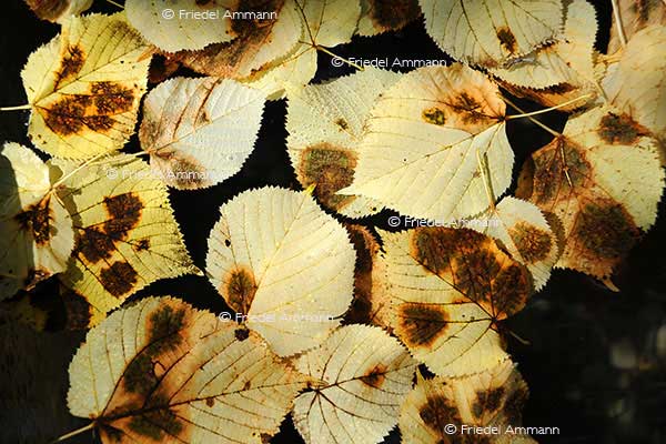 IMPRESSIONEN - Herbst / Autumn