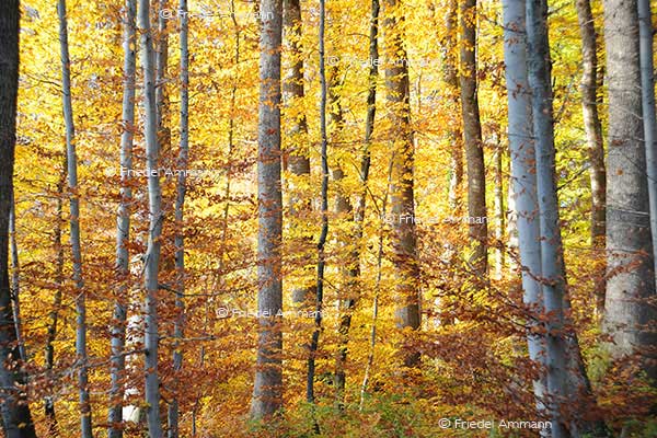IMPRESSIONEN - Herbst / Autumn
