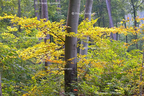 IMPRESSIONEN - Herbst / Autumn