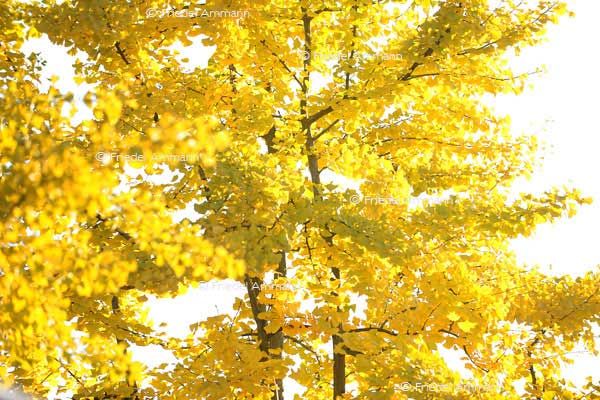 IMPRESSIONEN - Herbst / Autumn