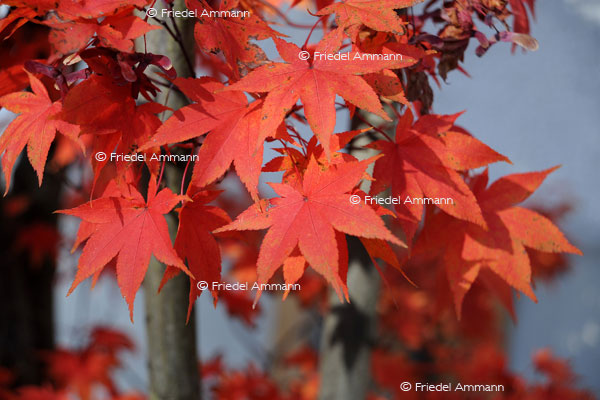 IMPRESSIONEN - Herbst / Autumn