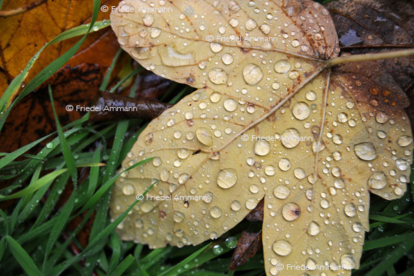 IMPRESSIONEN - Herbst / Autumn