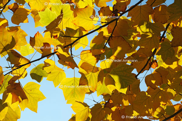 IMPRESSIONEN - Herbst / Autumn