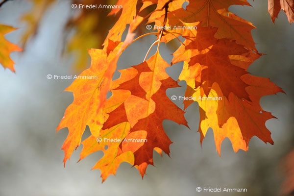 IMPRESSIONEN - Herbst / Autumn
