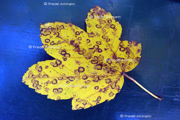 IMPRESSIONEN - Herbst / Autumn