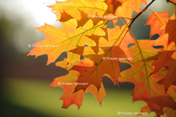 IMPRESSIONEN - Herbst / Autumn