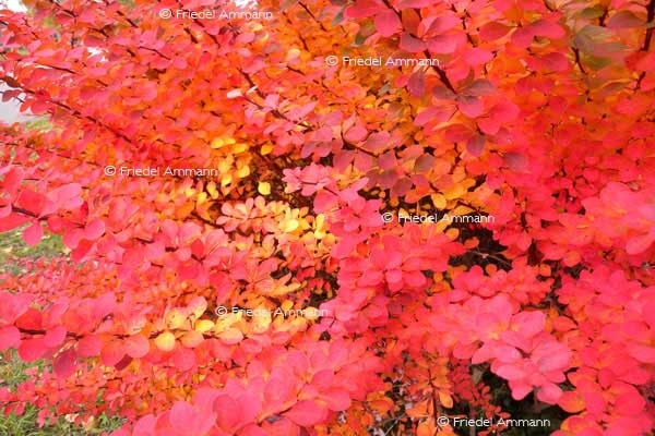IMPRESSIONEN - Herbst / Autumn