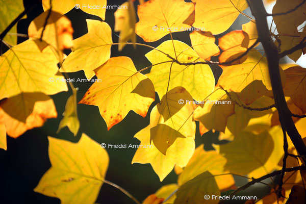 IMPRESSIONEN - Herbst / Autumn