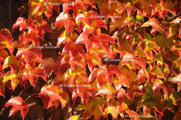 IMPRESSIONEN - Herbst / Autumn