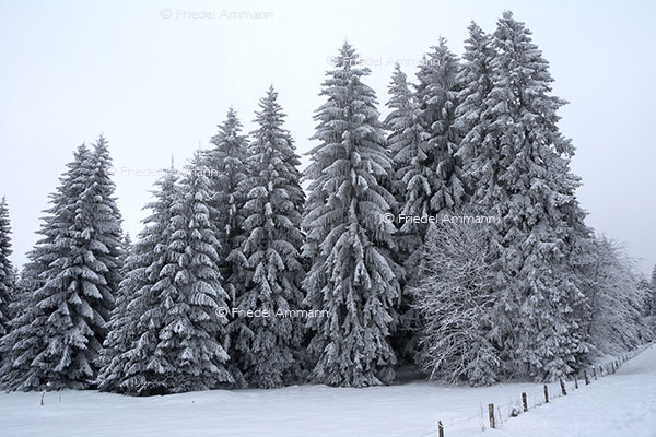 IMPRESSIONEN - Winter