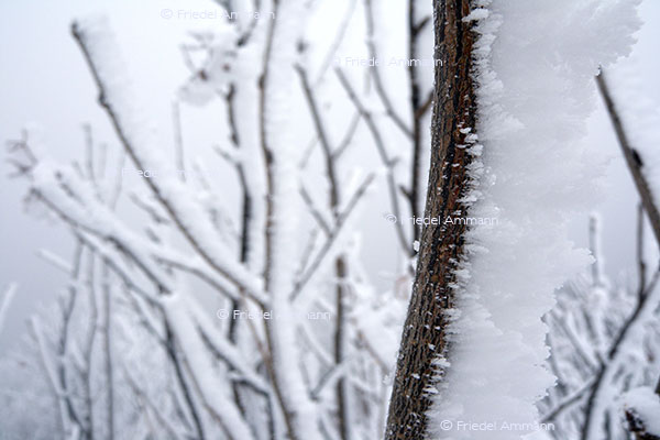IMPRESSIONEN - Winter