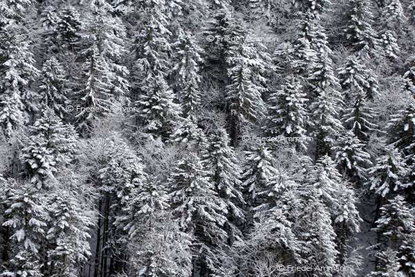IMPRESSIONEN - Winter