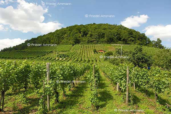 IMPRESSIONEN - Landschaften / Landscapes – Muttenz, Schweiz