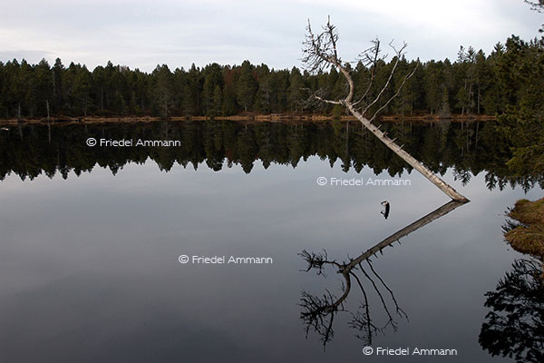 IMPRESSIONEN - Landschaften / Landscapes - Etang de la Gruère, Jura, Schweiz