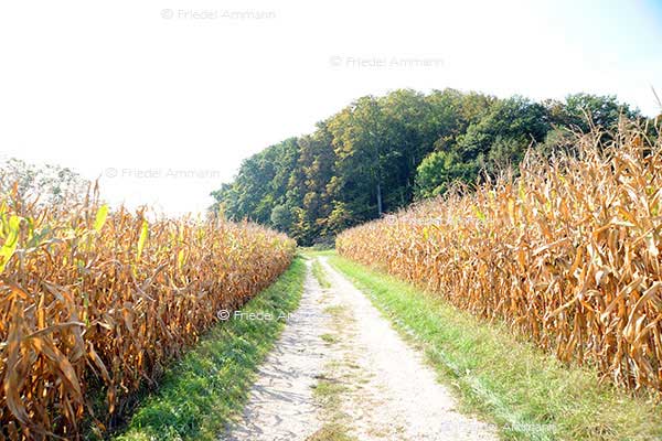IMPRESSIONEN - Landschaften / Landscapes