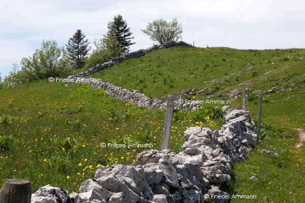IMPRESSIONEN - Landschaften / Landscapes – Chasseral, Alpen, Schweiz