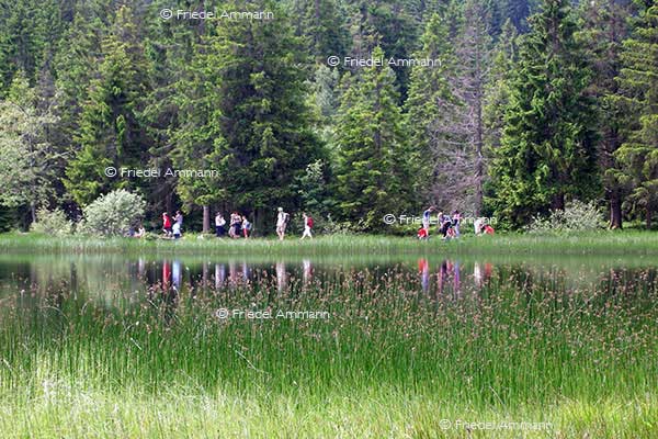 IMPRESSIONEN - Landschaften / Landscapes 2 - Etang de la Gruère, Jura, Schweiz