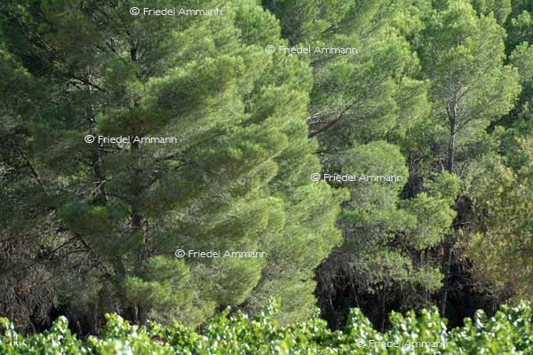 IMPRESSIONEN - Landschaften / Landscapes 2