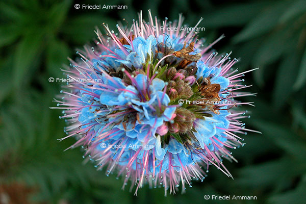 IMPRESSIONEN – Natur 1