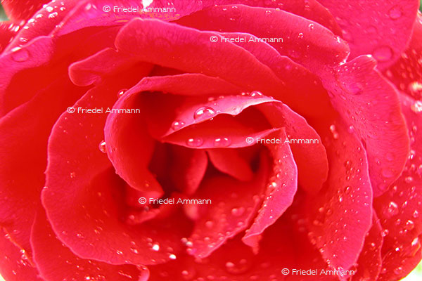 IMPRESSIONEN – Natur 1 - Rose