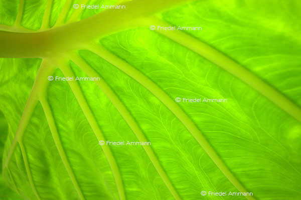 IMPRESSIONEN – Natur 1