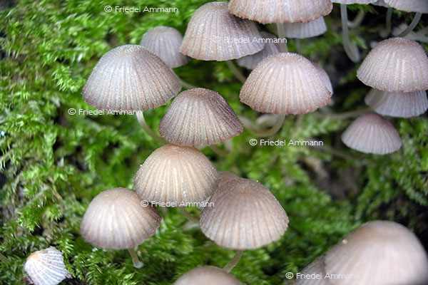IMPRESSIONEN – Natur 1