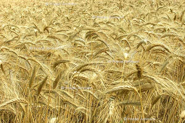 IMPRESSIONEN – Natur 1 - Gerste