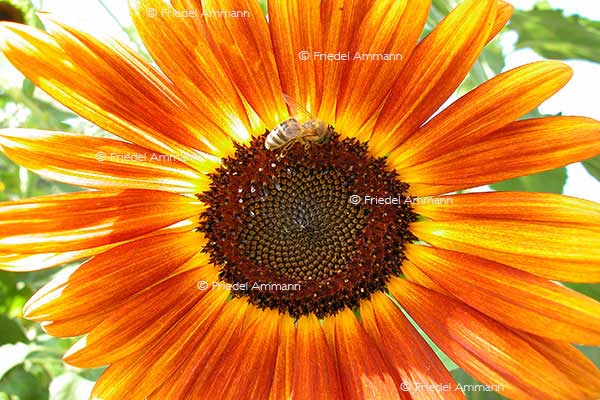 IMPRESSIONEN – Natur 1 - Sonnenblume
