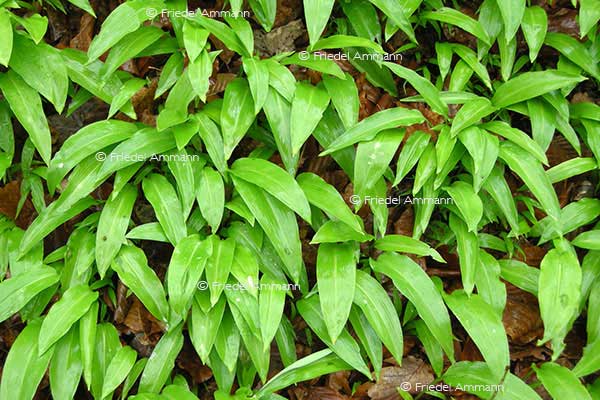 IMPRESSIONEN – Natur 1 - Bärlauch