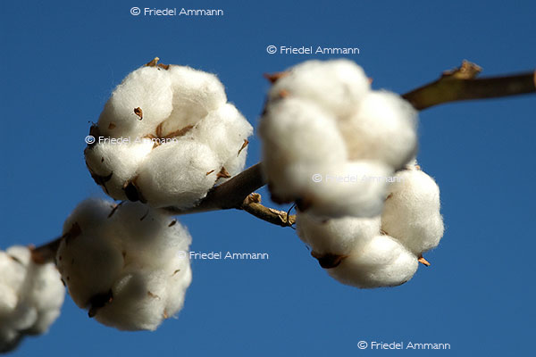 IMPRESSIONEN – Natur 1 - Baumwolle