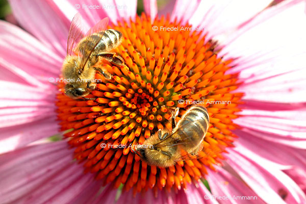 IMPRESSIONEN – Natur 1