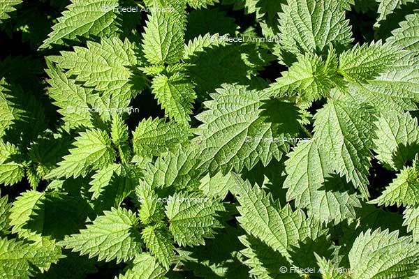 IMPRESSIONEN – Natur 1 - Brennessel