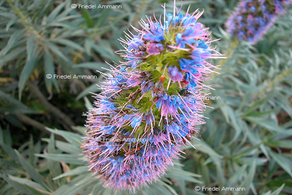IMPRESSIONEN – Natur 1