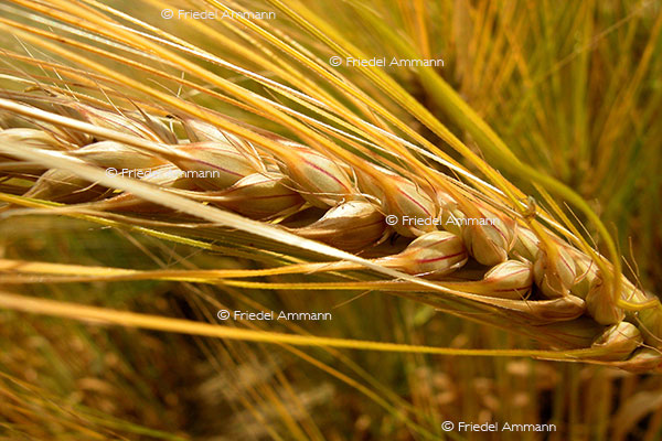 IMPRESSIONEN – Natur 1 - Gerste