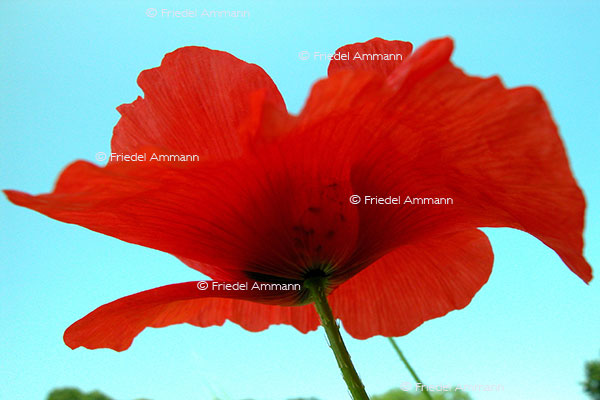 IMPRESSIONEN – Natur 1 - Mohnblume