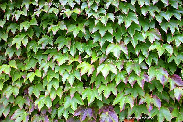 IMPRESSIONEN – Natur 1 - Efeu