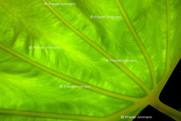 IMPRESSIONEN – Natur 1