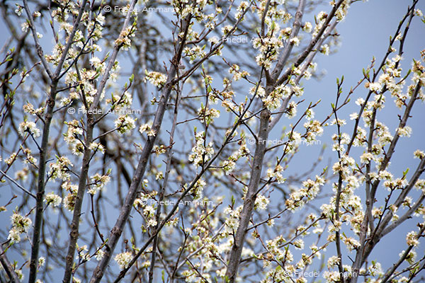 IMPRESSIONEN – Natur 1 - Damassineblüten