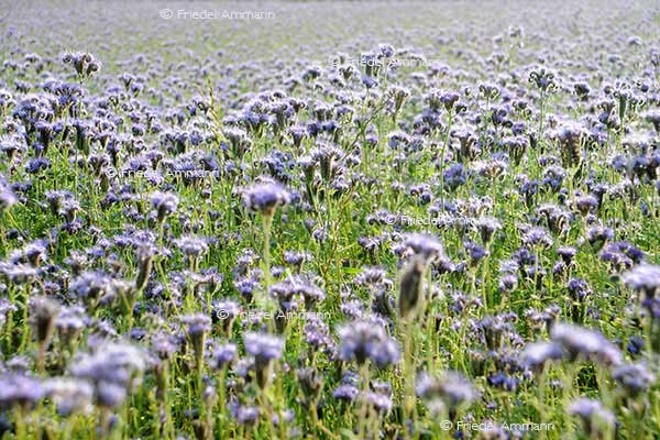 IMPRESSIONEN – Natur 1