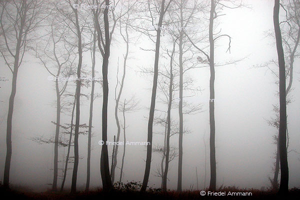 IMPRESSIONEN – Natur 1 – Wald im Nebel