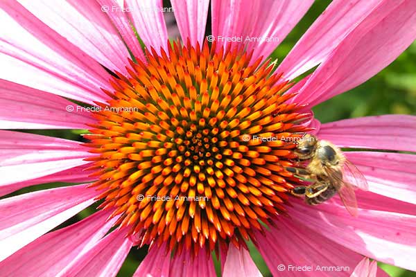 IMPRESSIONEN – Natur 1 